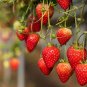 Mixed 9 Types of Rare Delicious Strawberry 200 Seeds