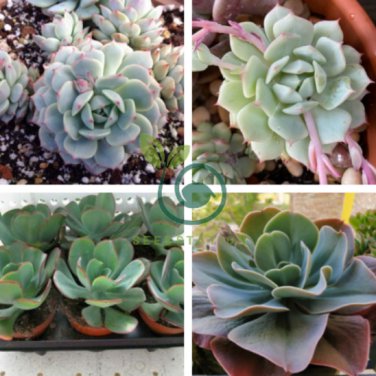 Giant Hens and Chicks Echeveria Gigantea Succulent 20 Seeds
