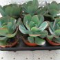 Giant Hens and Chicks Echeveria Gigantea Succulent 20 Seeds