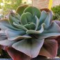 Giant Hens and Chicks Echeveria Gigantea Succulent 20 Seeds
