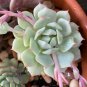 Giant Hens and Chicks Echeveria Gigantea Succulent 20 Seeds