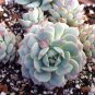 Giant Hens and Chicks Echeveria Gigantea Succulent 20 Seeds