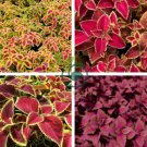Coleus Blumei Painted Ornamental Herbs 40 Seeds