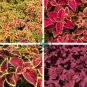 Coleus Blumei Painted Ornamental Herbs 40 Seeds