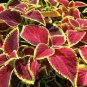 Coleus Blumei Painted Ornamental Herbs 40 Seeds