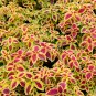 Coleus Blumei Painted Ornamental Herbs 40 Seeds