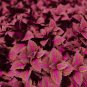 Coleus Blumei Painted Ornamental Herbs 40 Seeds