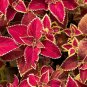 Coleus Blumei Painted Ornamental Herbs 40 Seeds