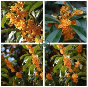 Sweet-scented Osmanthus Flower 20 Seeds
