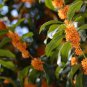 Sweet-scented Osmanthus Flower 20 Seeds