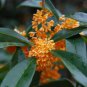 Sweet-scented Osmanthus Flower 20 Seeds