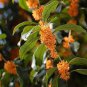 Sweet-scented Osmanthus Flower 20 Seeds
