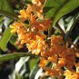 Sweet-scented Osmanthus Flower 20 Seeds