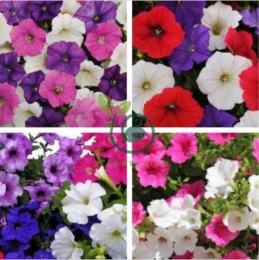 Rare Hanging Petunia Mixed (Pink White Red Light pink Rose red Purple Dark red) 400 Seeds