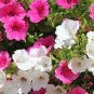 Rare Hanging Petunia Mixed (Pink White Red Light pink Rose red Purple Dark red) 400 Seeds