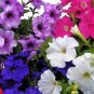 Rare Hanging Petunia Mixed (Pink White Red Light pink Rose red Purple Dark red) 400 Seeds