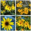 Maximillian Sunflower  30 Seeds