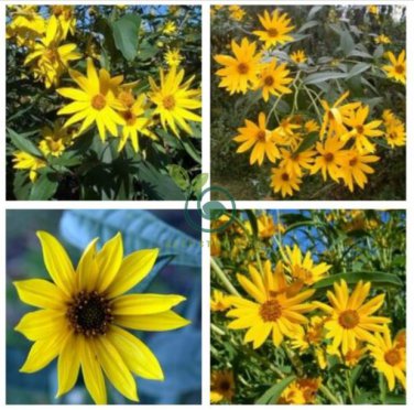 Maximillian Sunflower  30 Seeds
