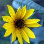 Maximillian Sunflower  30 Seeds