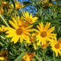 Maximillian Sunflower  30 Seeds