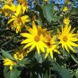 Maximillian Sunflower  30 Seeds