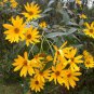 Maximillian Sunflower  30 Seeds
