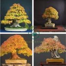 Bonsai Trident Maple 40 Seeds
