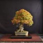 Bonsai Trident Maple 40 Seeds