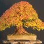 Bonsai Trident Maple 40 Seeds