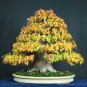 Bonsai Trident Maple 40 Seeds