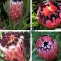 Genuine Protea Neriifolia Oleanderleaf Protea Baardsuikerbos 2 Seeds