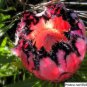 Genuine Protea Neriifolia Oleanderleaf Protea Baardsuikerbos 2 Seeds
