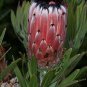 Genuine Protea Neriifolia Oleanderleaf Protea Baardsuikerbos 2 Seeds