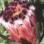 Genuine Protea Neriifolia Oleanderleaf Protea Baardsuikerbos 2 Seeds