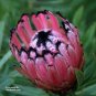 Genuine Protea Neriifolia Oleanderleaf Protea Baardsuikerbos 2 Seeds