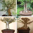 Adansonia Digitata Bonsai African Baobabs 4 Seeds
