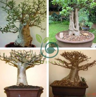 Adansonia Digitata Bonsai African Baobabs 4 Seeds
