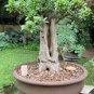 Adansonia Digitata Bonsai African Baobabs 4 Seeds
