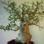 Adansonia Digitata Bonsai African Baobabs 4 Seeds