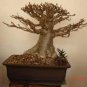 Adansonia Digitata Bonsai African Baobabs 4 Seeds