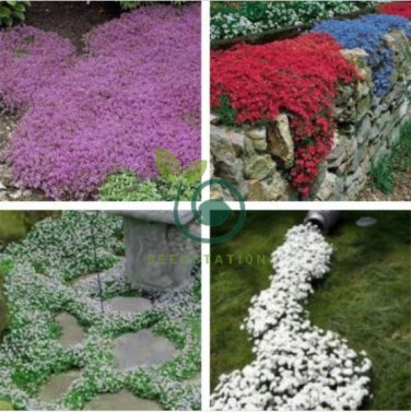 Creeping Thyme Seeds Mixed 8 Colors 200 Seeds
