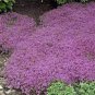 Creeping Thyme Seeds Mixed 8 Colors 200 Seeds