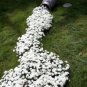 Creeping Thyme Seeds Mixed 8 Colors 200 Seeds