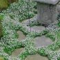 Creeping Thyme Seeds Mixed 8 Colors 200 Seeds
