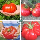 Super Rare Red Giant Competition Tomato 200 Seeds