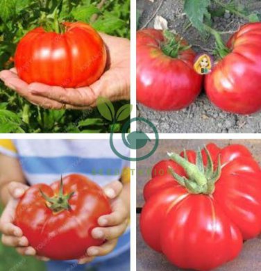 Super Rare Red Giant Competition Tomato 200 Seeds