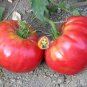 Super Rare Red Giant Competition Tomato 200 Seeds