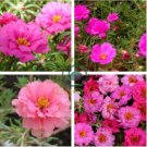 Pink Portulaca Grandiflora  200 Seeds