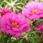 Pink Portulaca Grandiflora 200 Seeds
