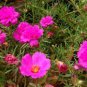 Pink Portulaca Grandiflora 200 Seeds